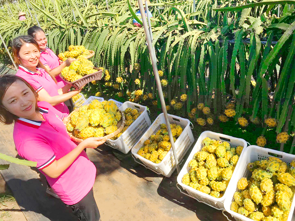  Yellow  Dragon  Fruit  Area