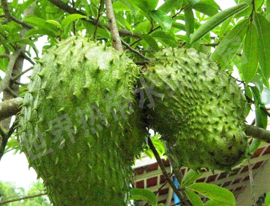 Soursop Demonstration Area