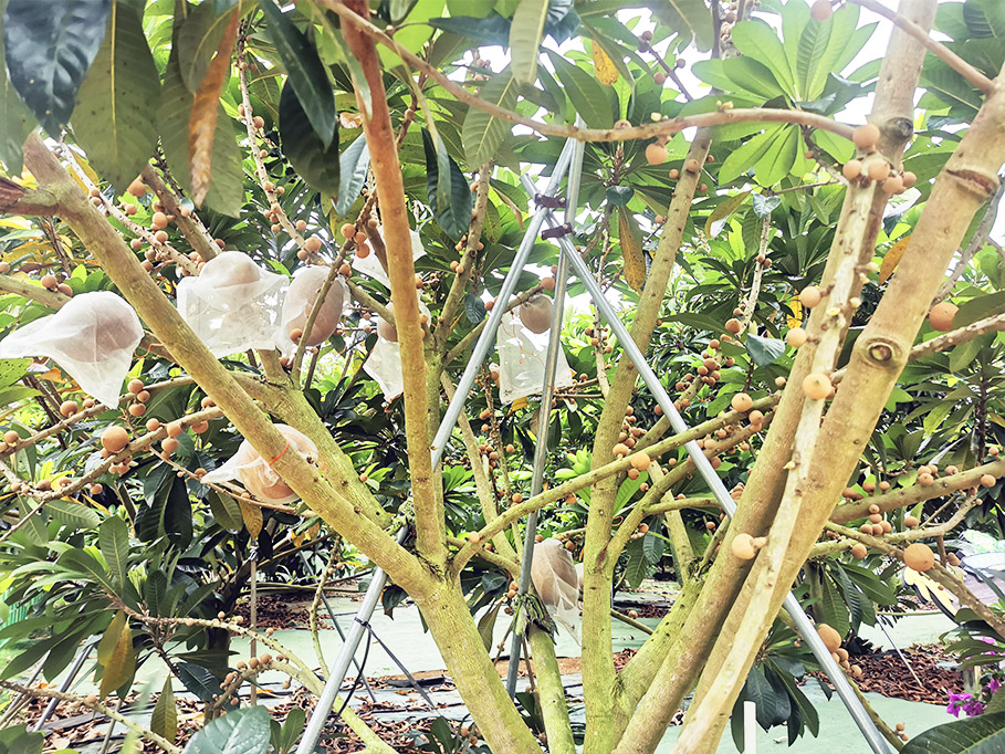 Mamey Sapote Demonstration Area