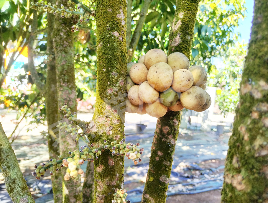 Longkong Orchard