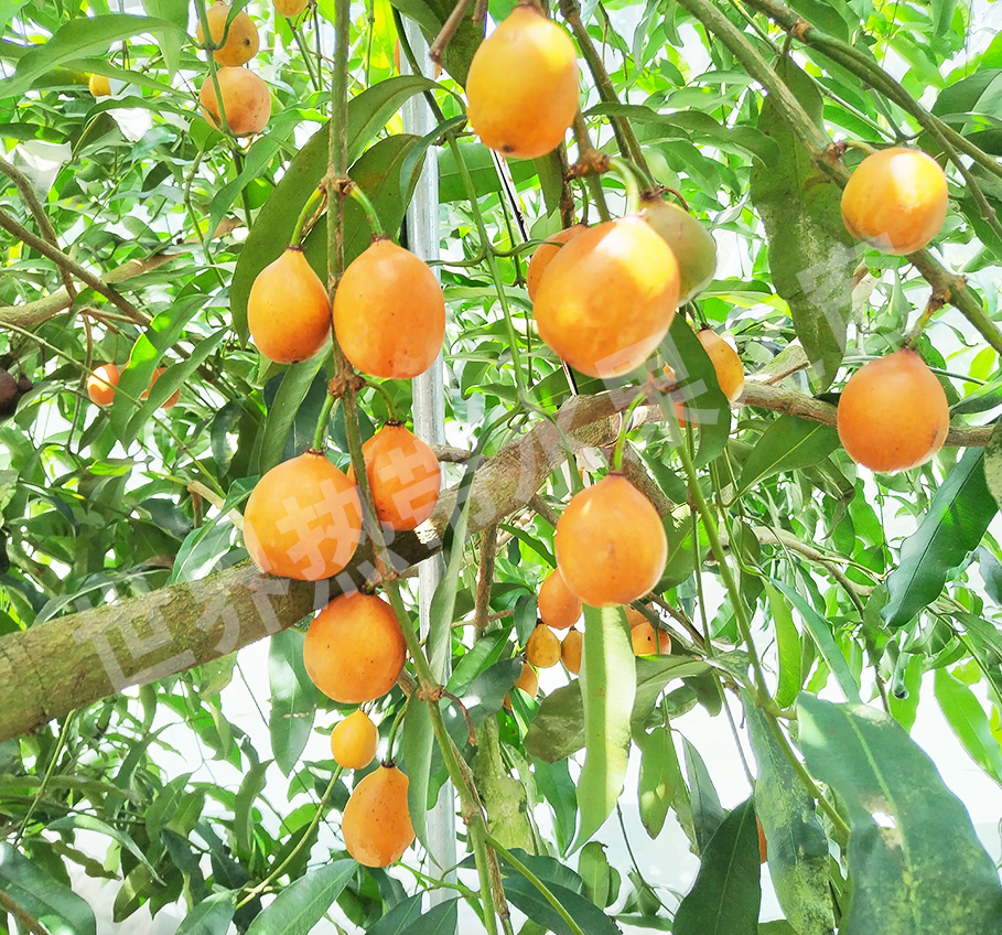 Golden Mangosteen Demonstration Area