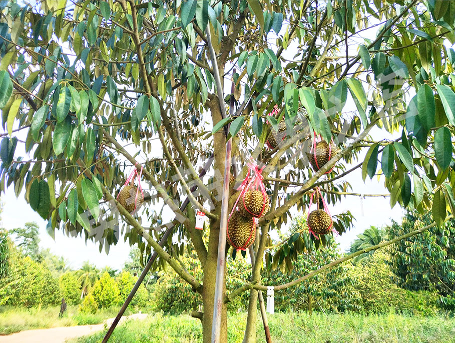 Durian Paradise