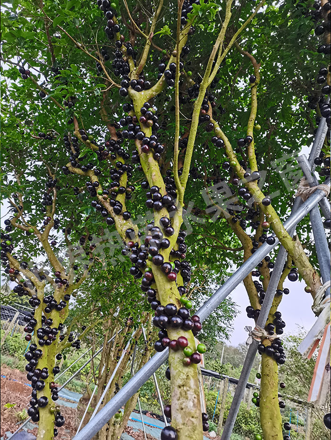 Colorful Tree Grape Kingdom