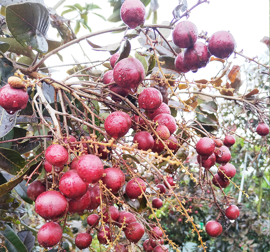 Red Longan Demonstration Area