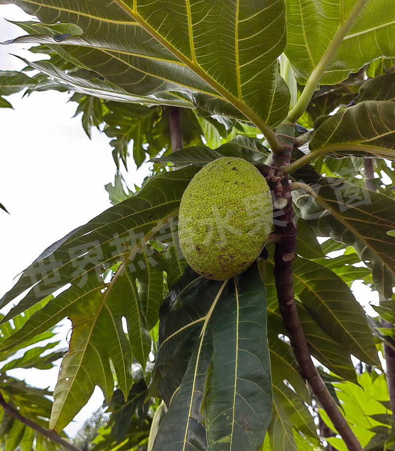 Seedless Breadfruit Orchard